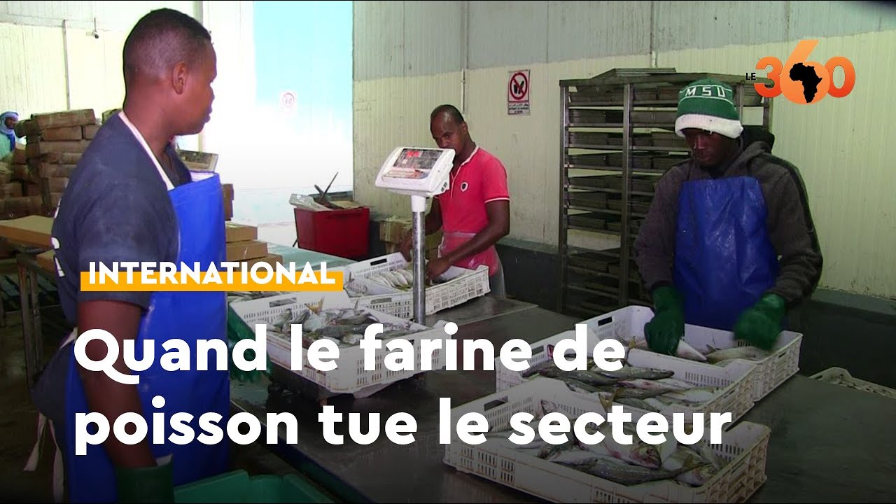 Mauritanie: Vive colère face aux usines de farine de poissons