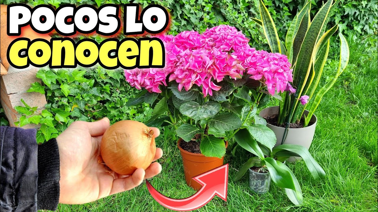 1 Cebolla cruda SALVÓ a Mis PLANTAS de Enfermar y Morirse!