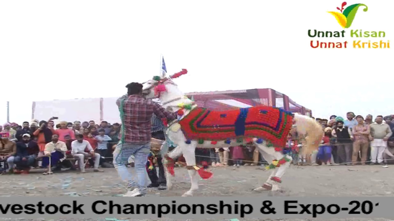 Horse and Camel Dance Live | Very costly & Beautiful