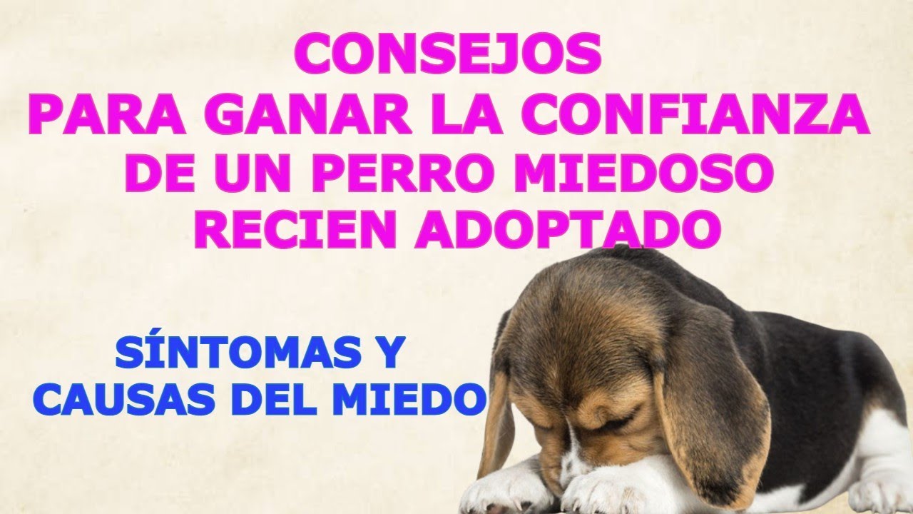 ACABAS DE ADOPTAR A UN PERRO Y ES MIEDOSO, ESTOS SON LOS SÍNTOMAS Y CAUSAS Y COMO TRATARLOS.