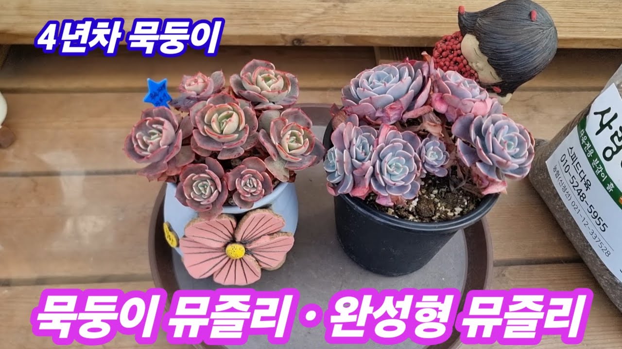 26.2.28🌹 4년차 묵둥이 뮤즐리와 완성형 뮤즐리 분갈이해요🌹#스피드다육 010-5248-5955 #다육식물 #다육이 #러블리로즈다육tv 