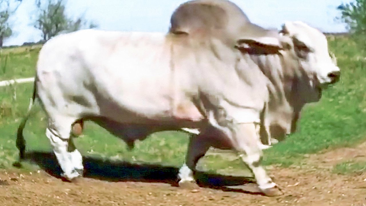 Huge Grey Brahman bulls coming out of trailers and going to meet the cows | JD Hudgins Ranch