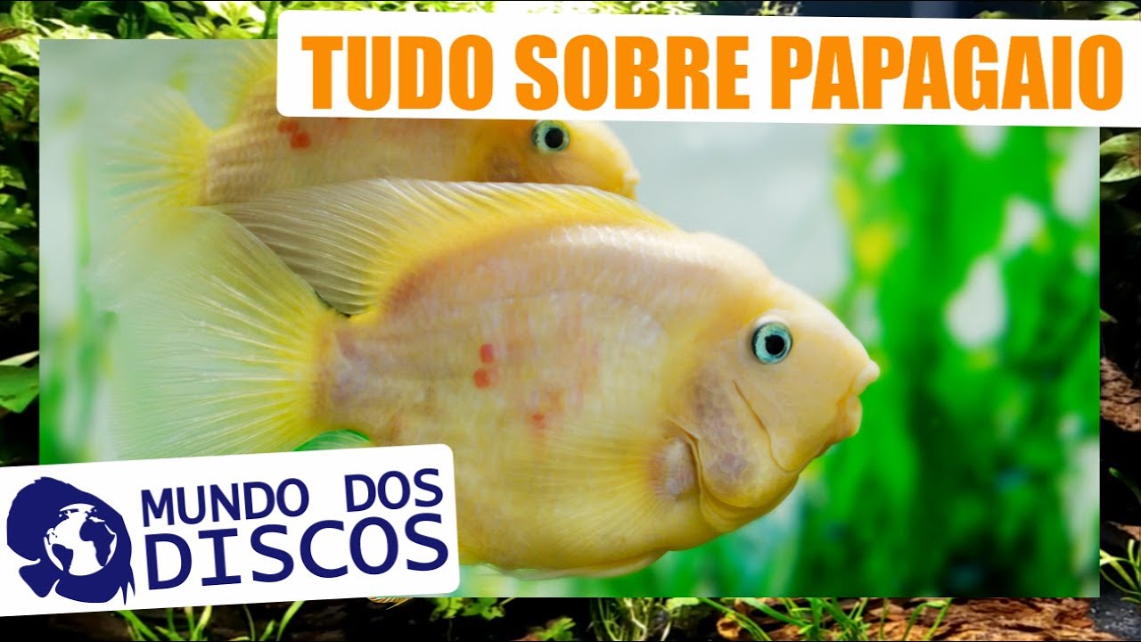 APRENDA TUDO SOBRE PAPAGAIO ! PH, ALIMENTAÇÃO, COMO CUIDAR E MUITO MAIS!