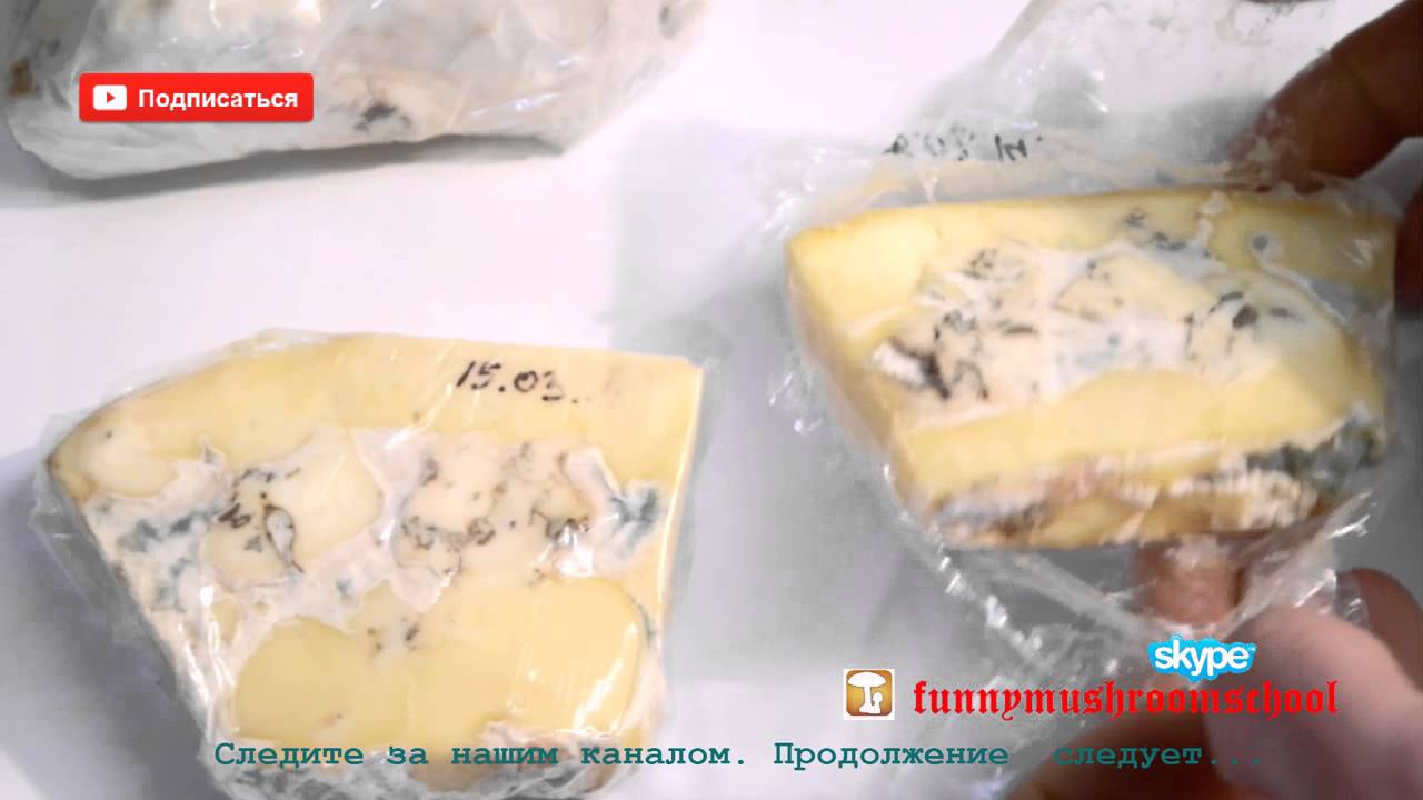 Удивительно!!! Сыр РОКФОР готовим дома НОВАЯ ТЕХНОЛОГИЯ )