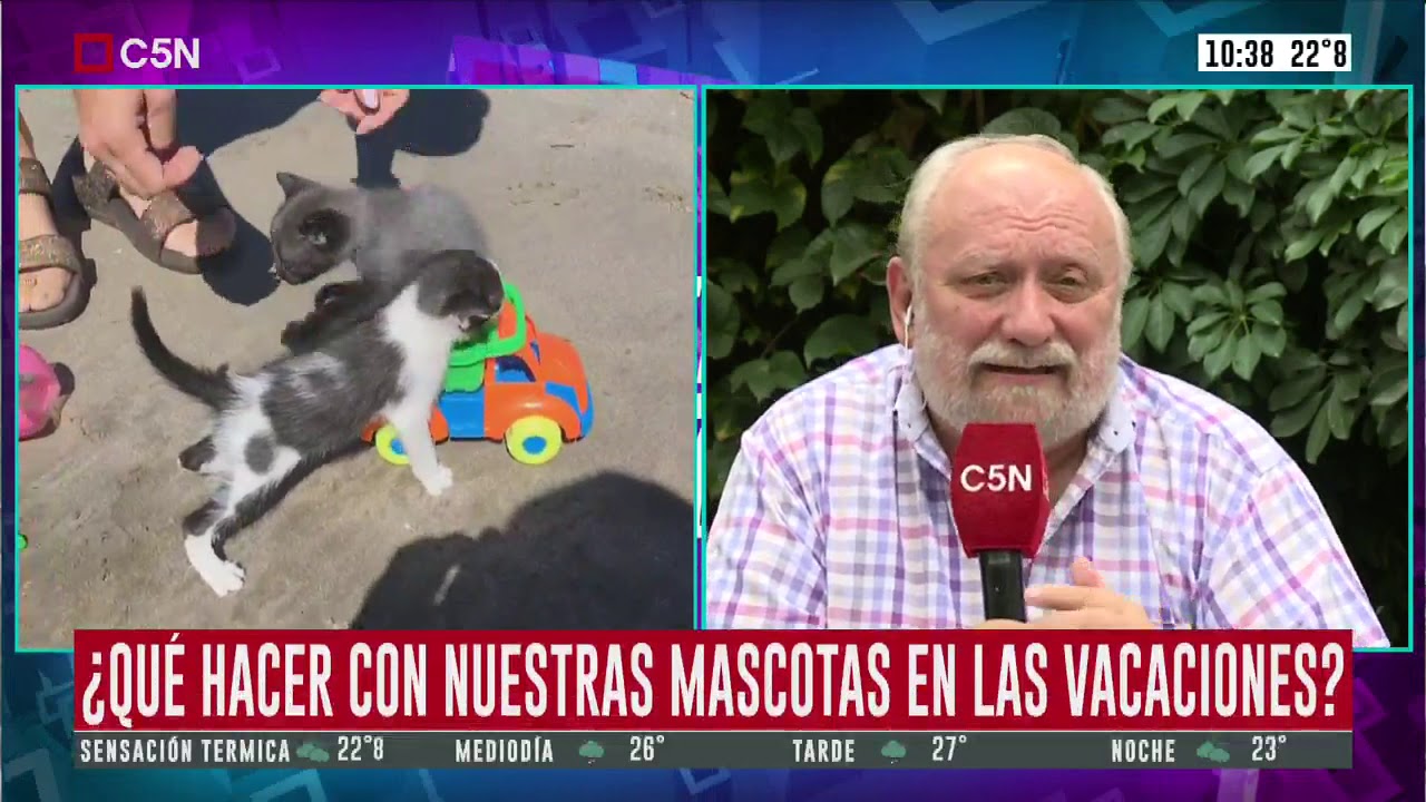 Vacaciones: todo lo que hay que saber para viajar con mascotas