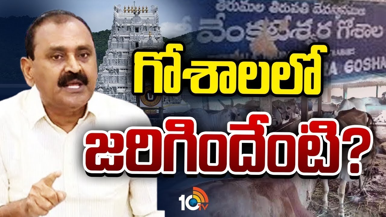 TTD GOSHALA Issue | Gossip Garrage | గోశాల చుట్టూ రాజకీయ రగడ | 10TV Politics