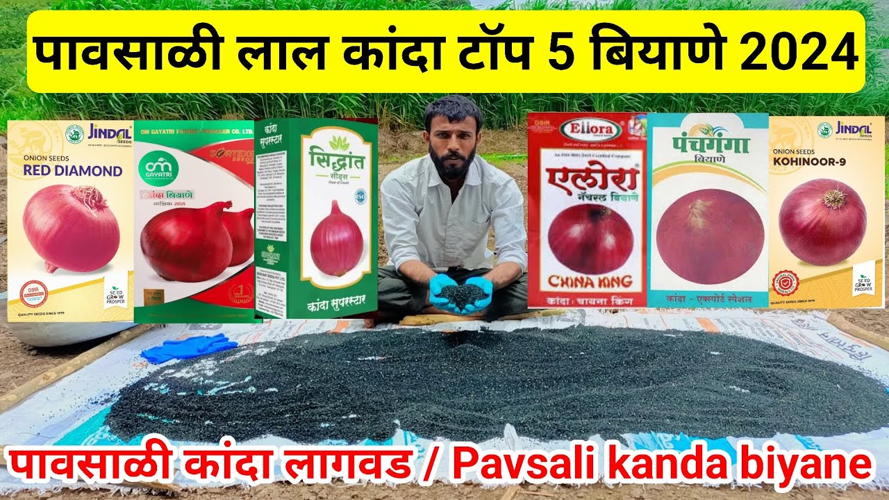पावसाळी लाल कांदा टॉप 5 बियाणे | pavsali kanda | कांदा बियाणे | kanda lagwad | Milind bhor | onion