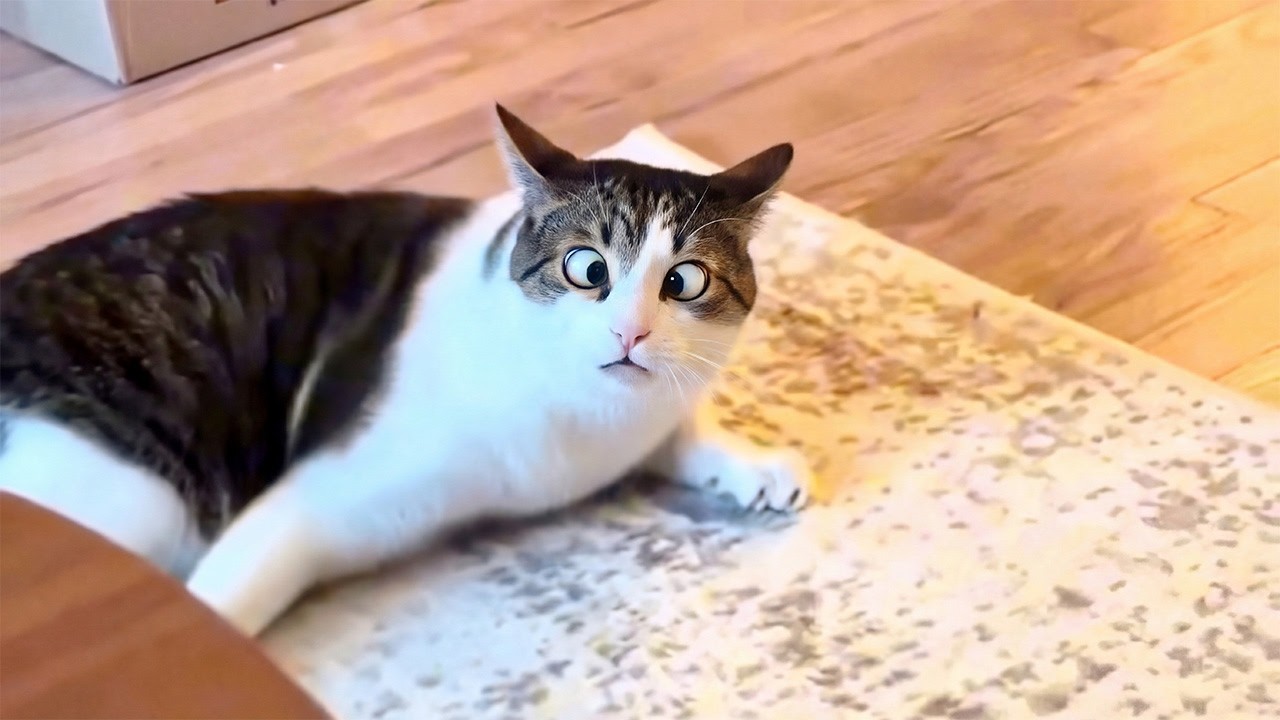 Best Funny Animal Moments Ever Caught on Camera 😆