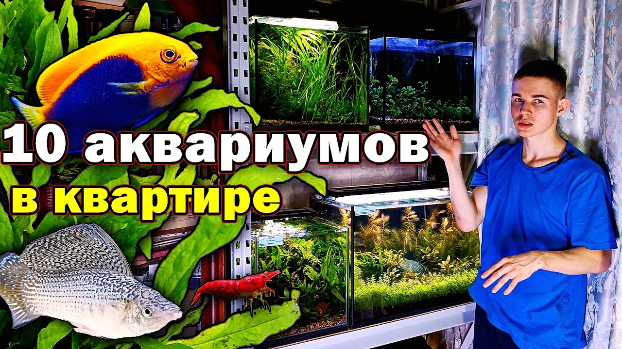 10 аквариумов в квартире! ЭТО РАЙ АКВАРИУМИСТА! Обзор моих аквариумов