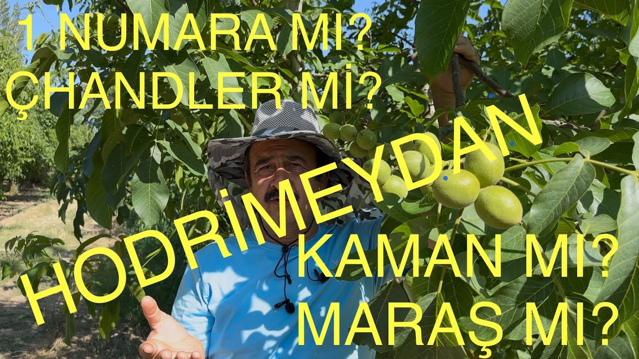 1 NUMARA mı? ÇHANDLER mı? KAMAN mı? MARAŞ mı? HODRİMEYDAN KOZUMUZU PAYLAŞALIM. Ceviz Adam Ahmet.
