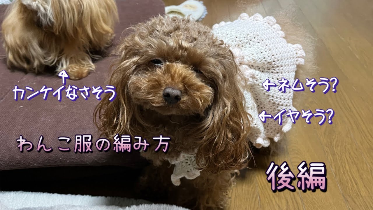 【かぎ針編み】わんこ服の編み方/後編/説明下手でごめん#編み物#かぎ針編み #わんこ服 