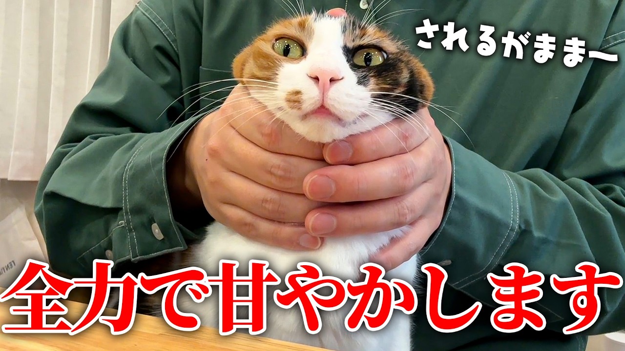 飼い主にされるがまま全てを許してくれる猫を全力で甘やかしてみた結果…