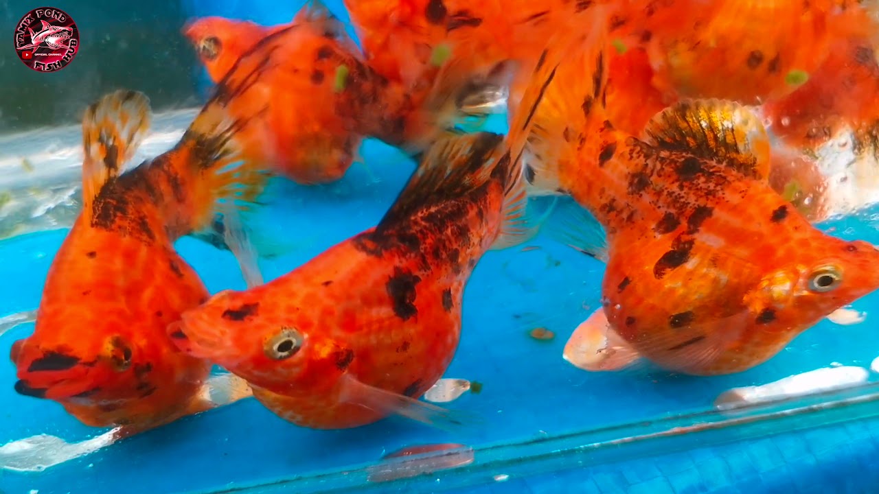 Leopard Balloon molly