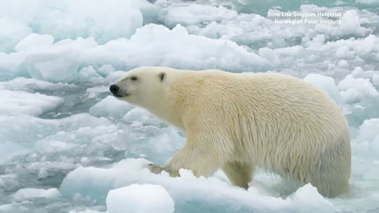 Why are Norway's polar bears getting fatter?