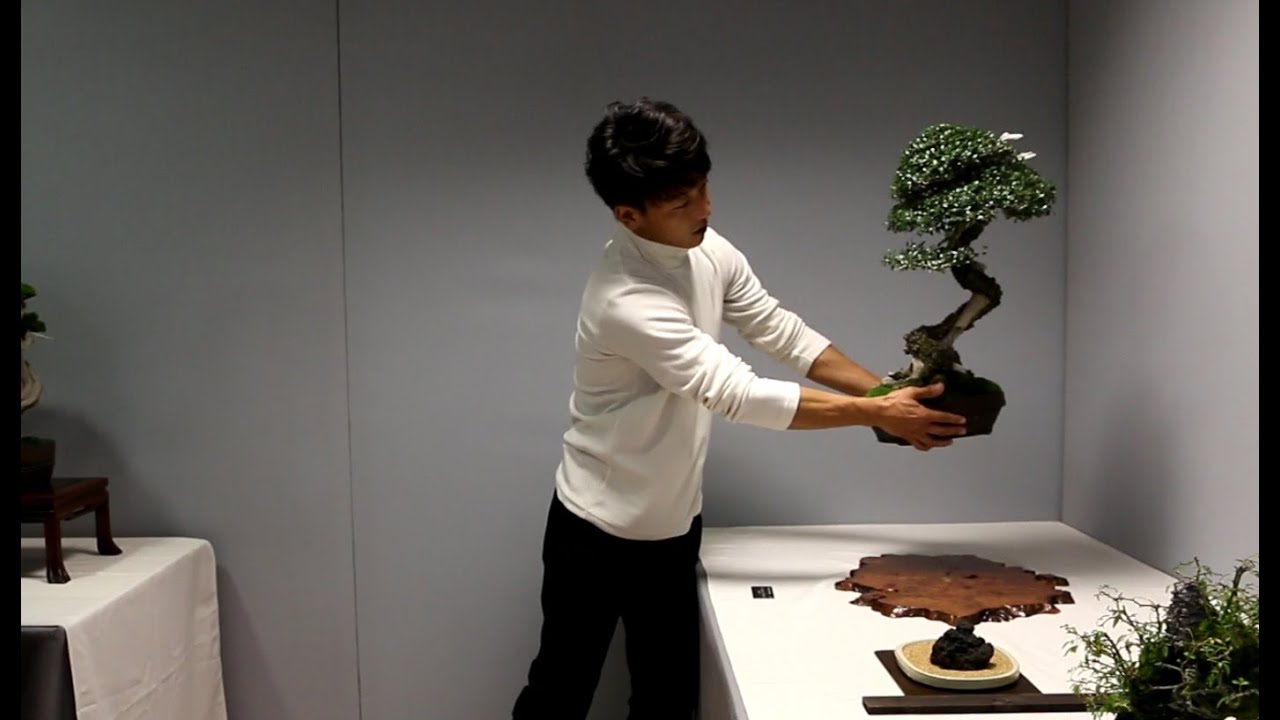 Críticas de Taiga Urushibata en Alcobendas - 2ª parte