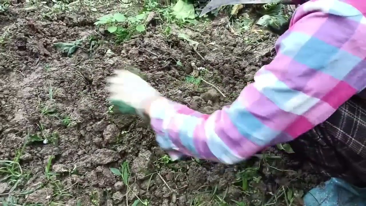 Một ngày bình yên làm bạn với cỏ cây