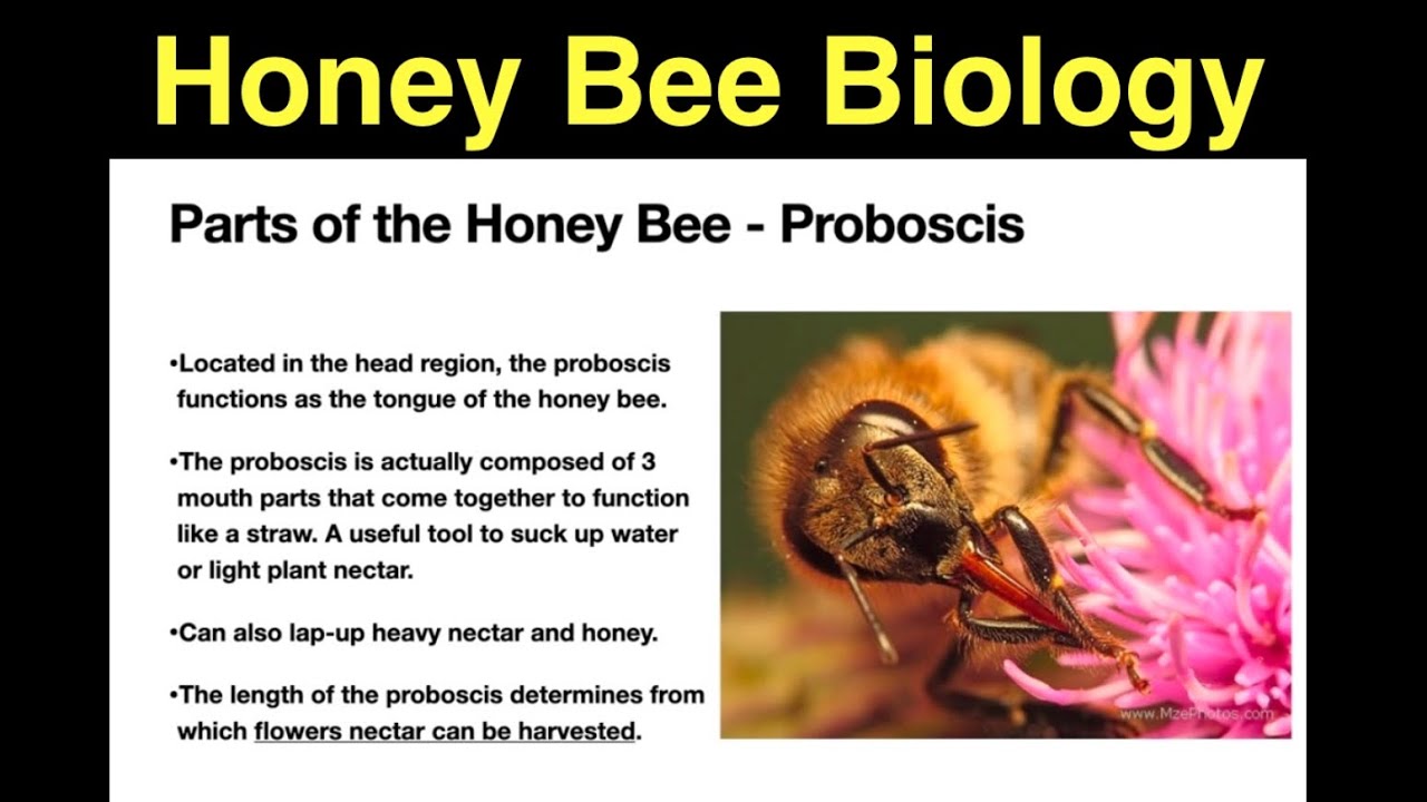 BBSS 2/7 Honey Bee Biology