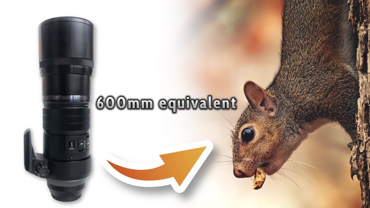 Olympus 300mm f/4 Pro Lens First Impressions