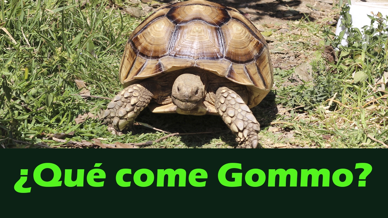 Alimentación de Tortuga Sulcata -Tutorial-