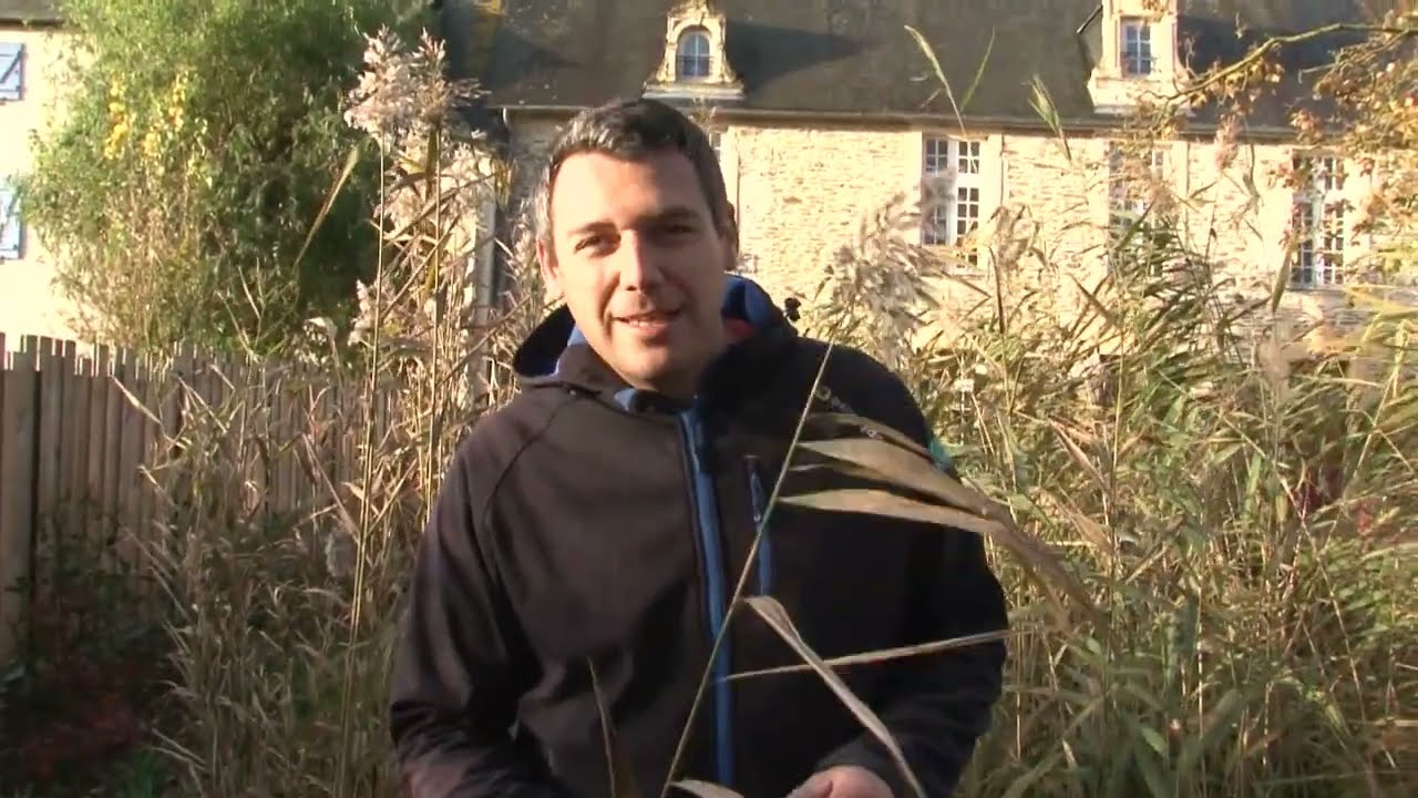Aqualogik TV - Taille / Faucardage des roseaux - Tuto n°42