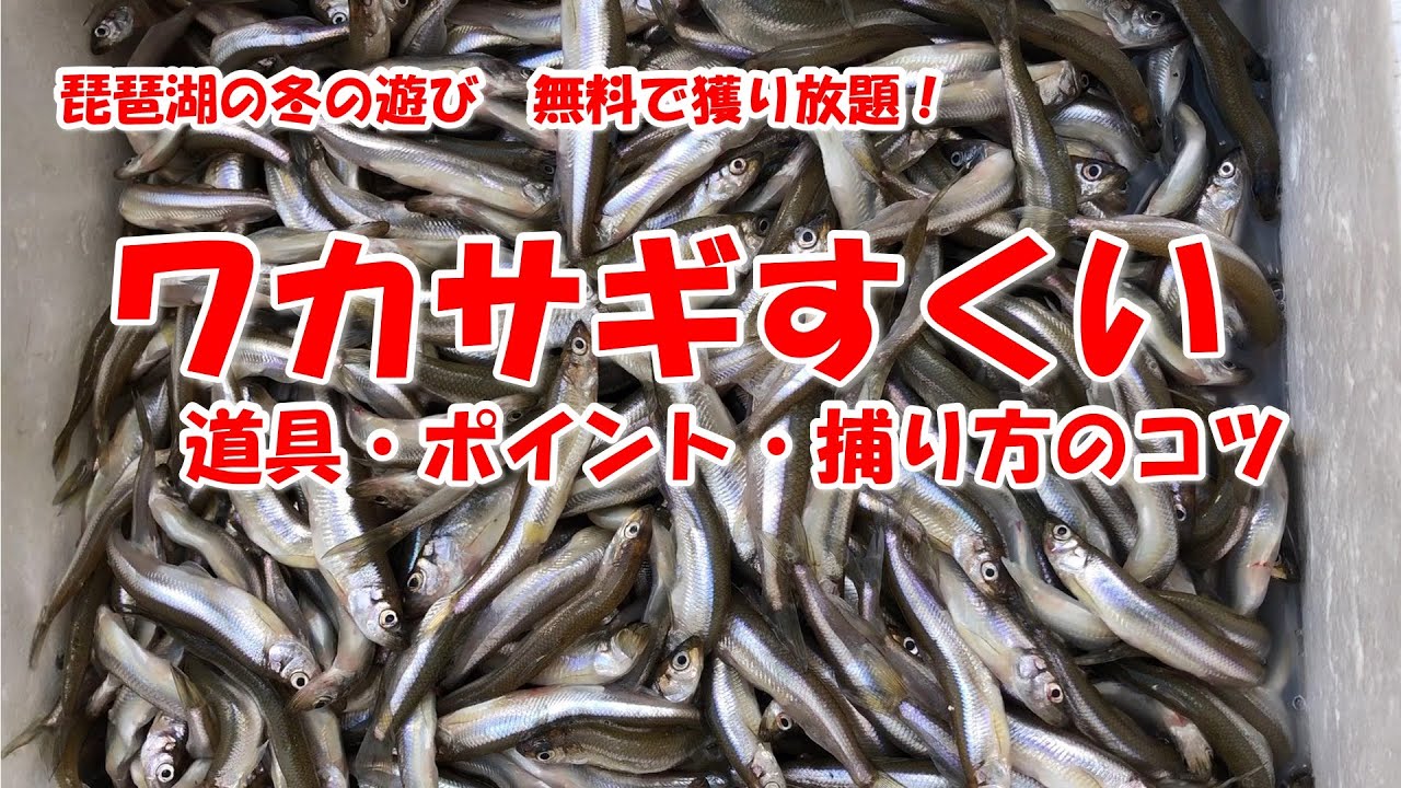 【琵琶湖の冬の遊び　無料で獲り放題！　ワカサギすくい】ポイント・道具・捕り方のコツ