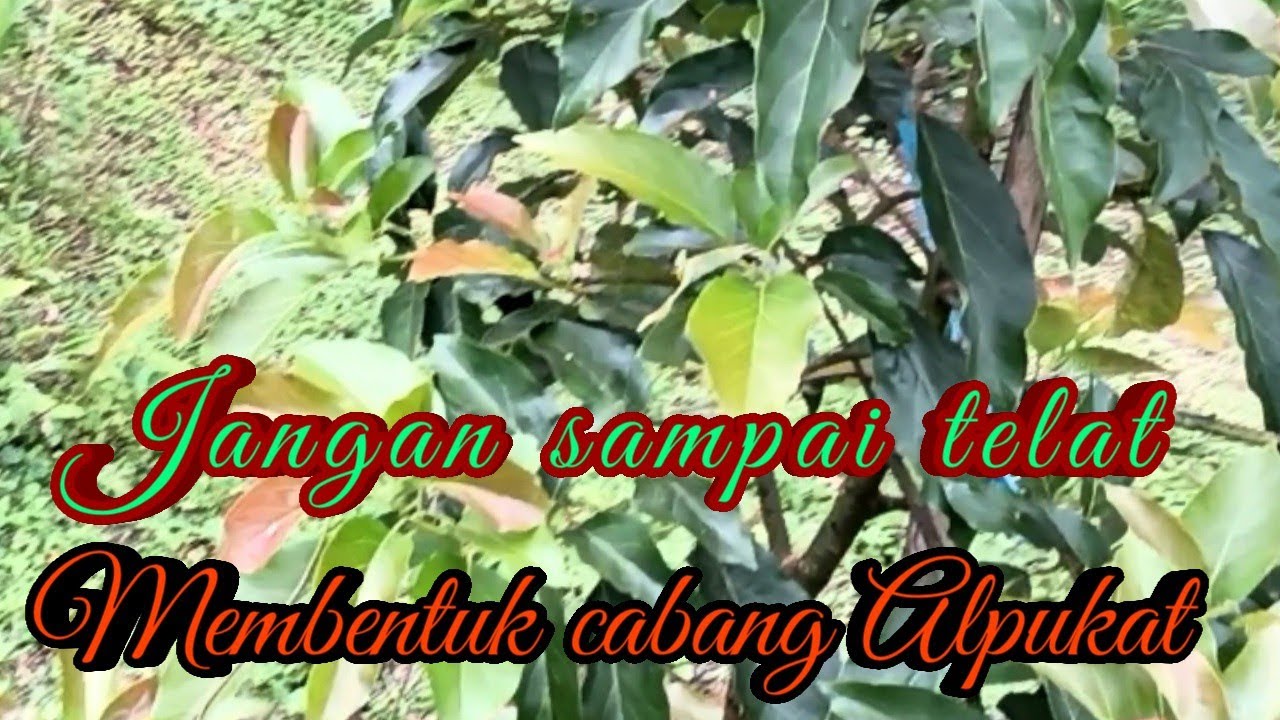 Cara membentuk percabangan alpukat sejak dini