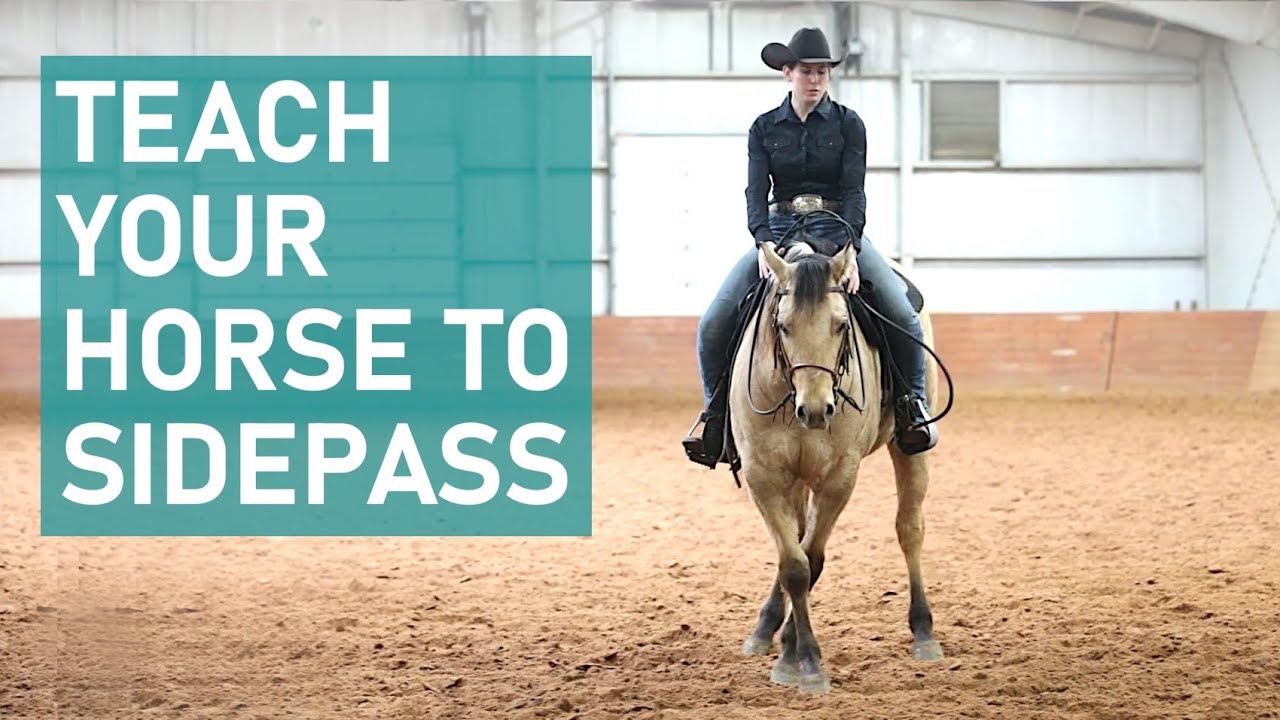 How to EASILY teach your horse to SIDEPASS