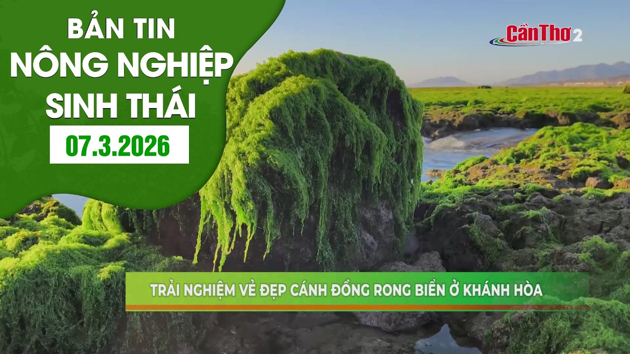 Trải nghiệm vẻ đẹp cánh đồng rong biển ở Khánh Hòa | Nông nghiệp sinh thái | 07/3/2026 | NNST