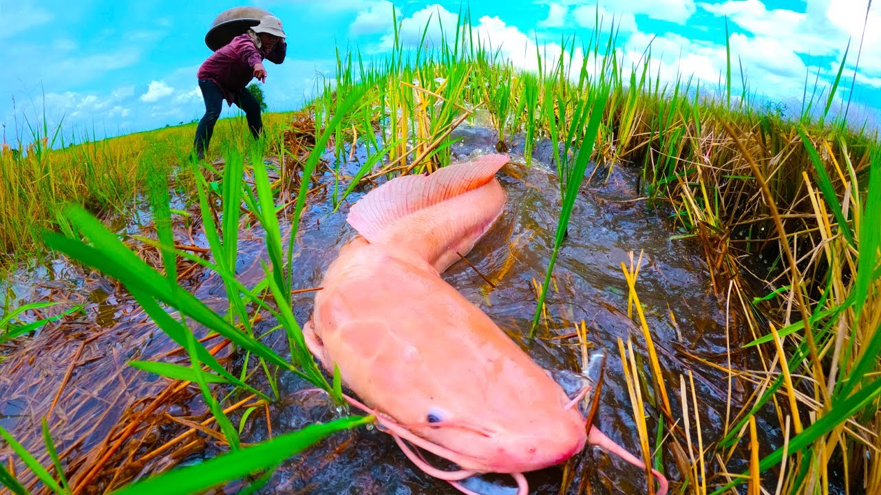 Top fishing videos - catching a lot of fish at rice field by hand a fisherman skill