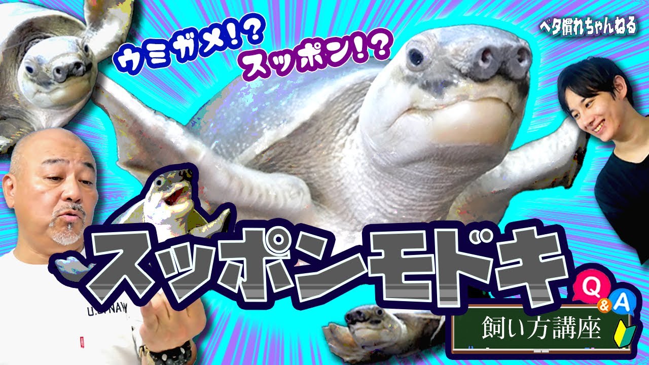 【スッポン？ウミガメ？】スッポンモドキの飼い方講座【スッポンモドキ】