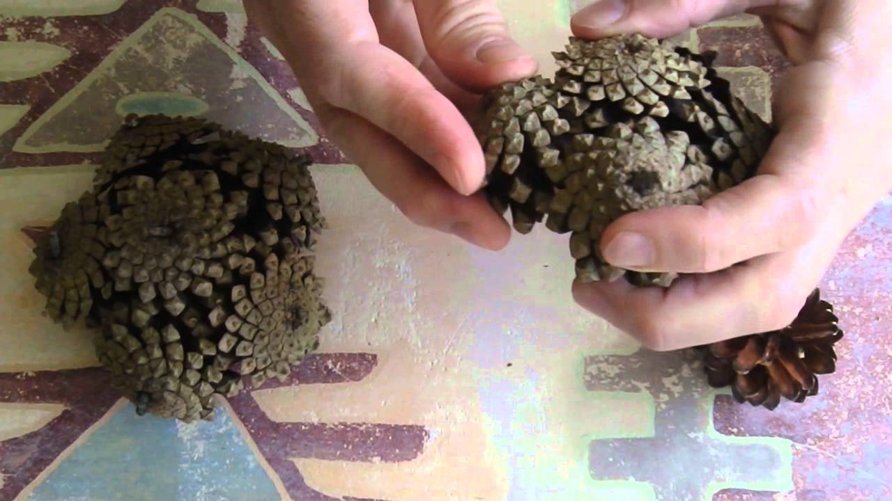 DIY Kiefernzapfen-Kugeln, pine-cone ball
