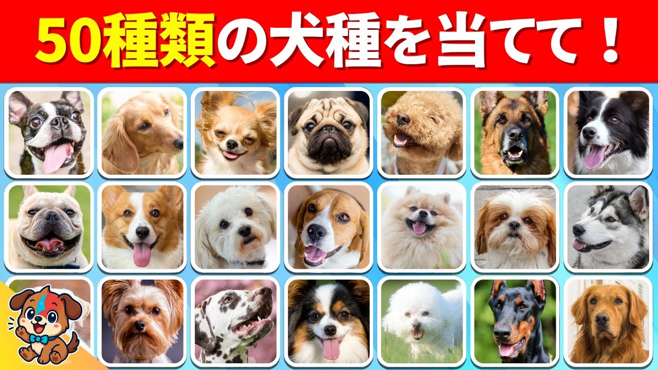 【犬が好きなら絶対にわかる！？】35問以上正解で犬マニアだ！