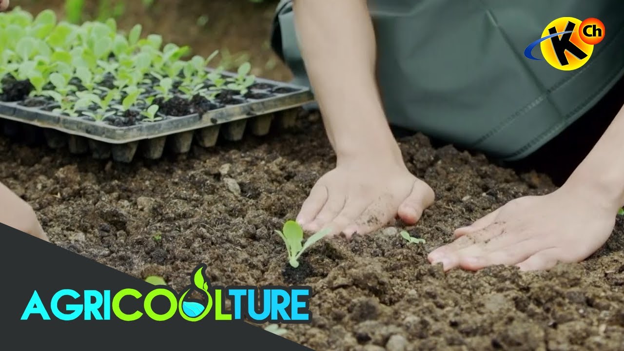 Land Preparation and Planting | Agricoolture