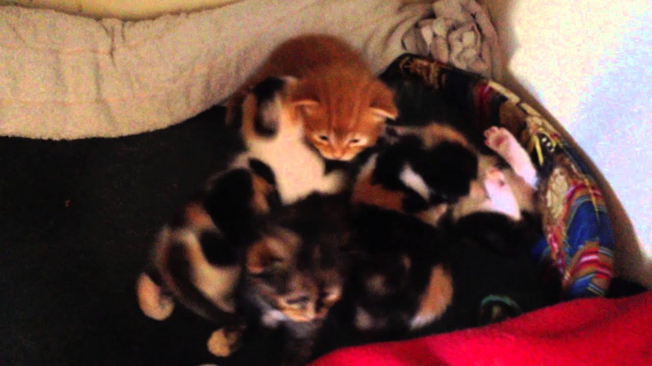 Petits chatons mignons 3