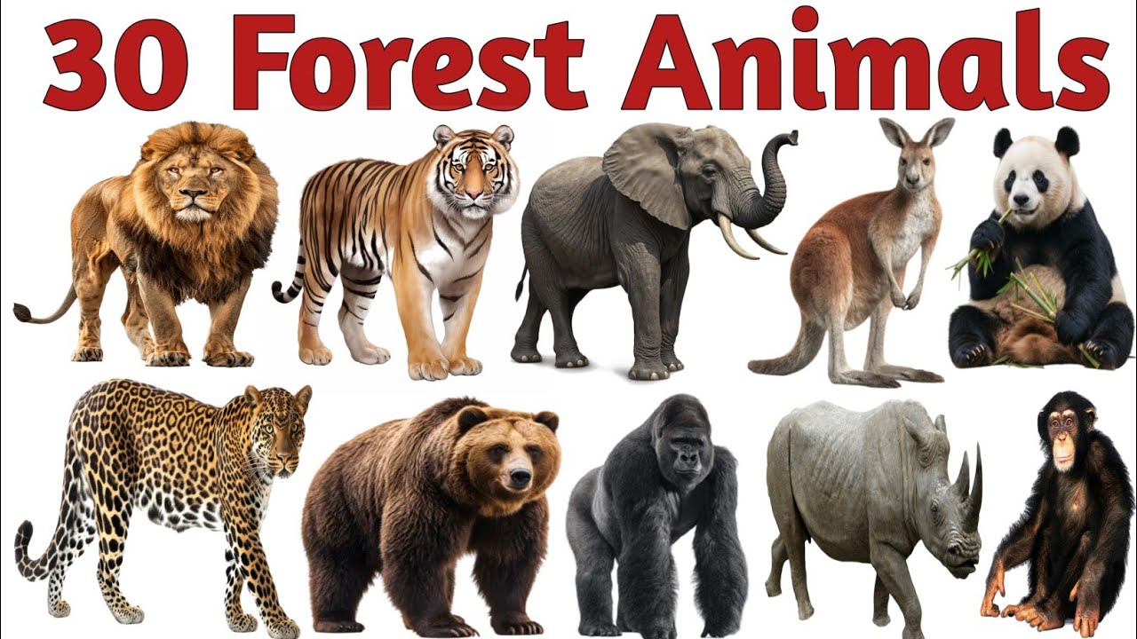 30 Forest Animals Names | Wild Animals for Kids | Kids Learning Video