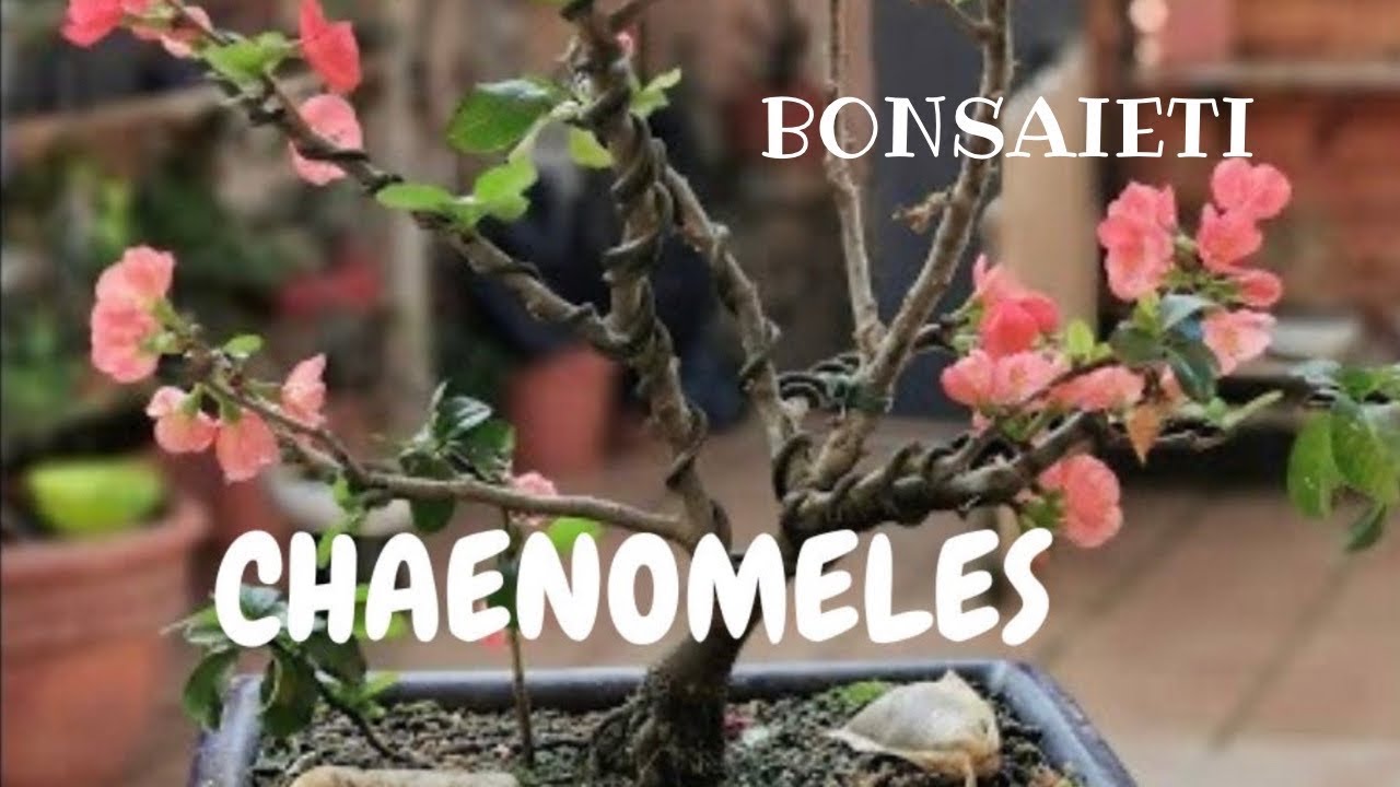 TRANSPLANTE CHAENOMELES JAPONICA [ TE CUENTO EL PASO A PASO]
