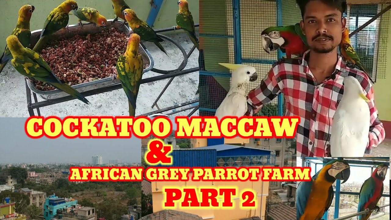 (PART 2)HOWRAH COCKATOO MACCAW & AFRICAN GREY PARROT FARMING🐕@howrah Birds Lover & Breeders