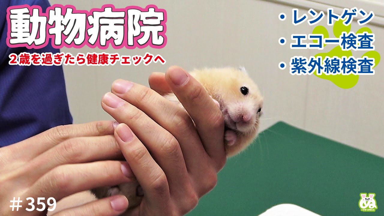きんちゃん、小さな腫瘍が見つかる…。動物病院でハムドック【ハムスター】