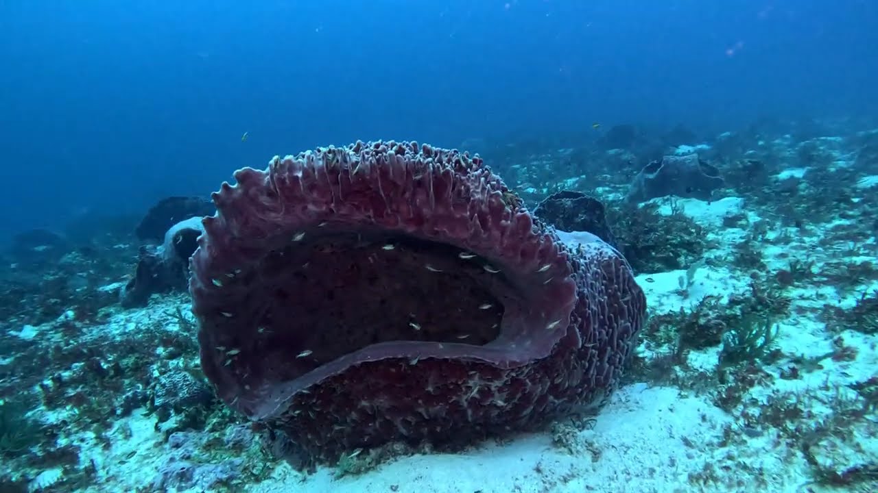 Playa Del Carmen Mexico Scuba Diving November 2025, by Jason Pare'