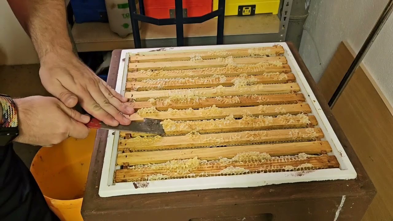 Honigernte und Abwandern mit den Bienen 2025