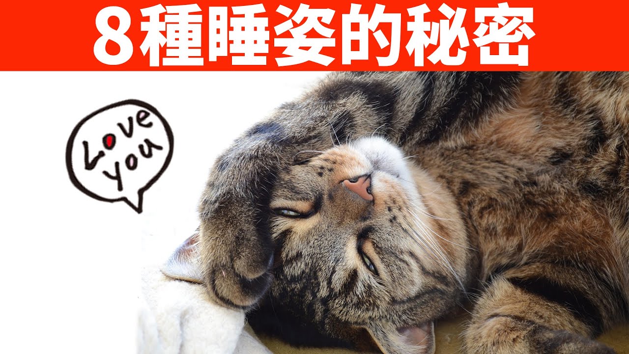 從這8種貓咪睡姿，了解貓的性格、想法和健康狀況【初識貓咪EP6】
