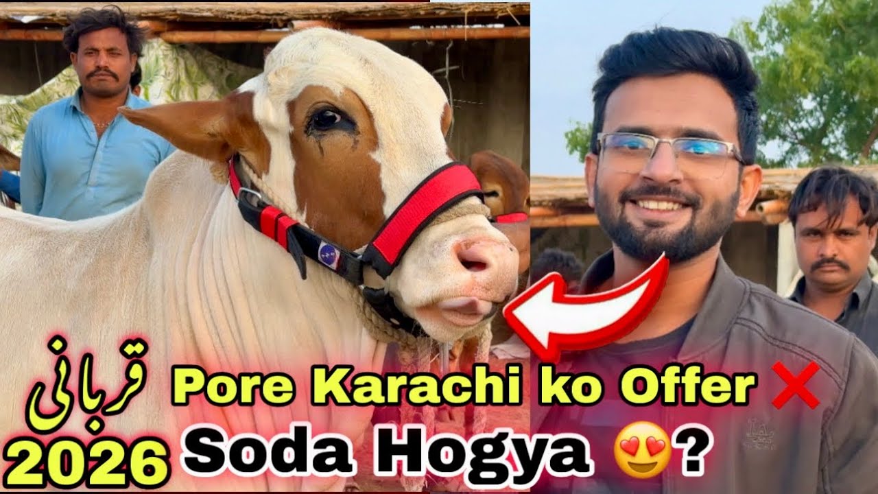 Karachi Ki Sasti Cow Mandi 2026 | Mustafa Bhai Qurbani Ka Sasta Janwer  Le Aya 😍 | Cow Mandi 