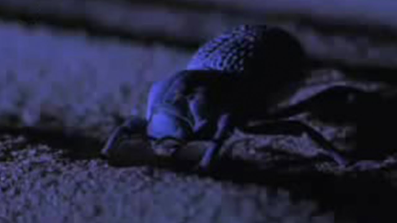 Desert Insects, Scorpions, and Snakes Use Special Skills to Survive | BBC Studios