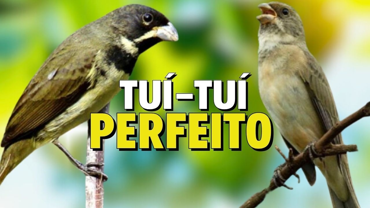 O MELHOR CANTO DE COLEIRO TUI TUI ZEL ZEL POR 10 HORAS