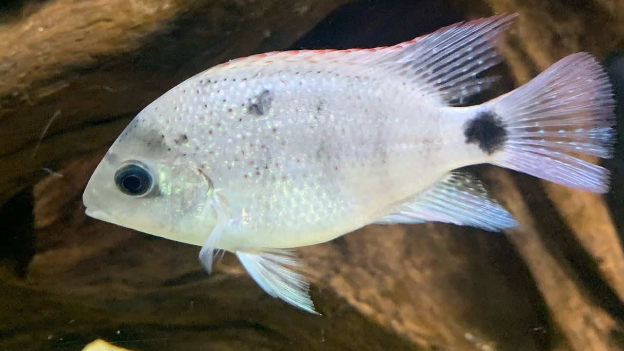 “Central American” cichlid tank