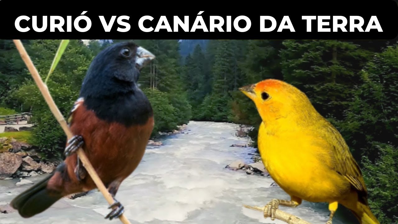 Canário Da Terra e Curió Cantando Junto - Passaros Lindos - Canto De Pássaros