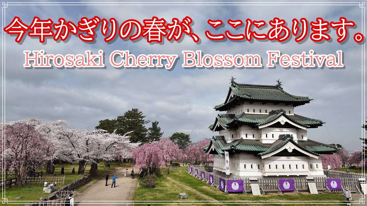 今年かぎりの春『弘前さくらまつり』Hirosaki Cherry Blossom Festival 2024