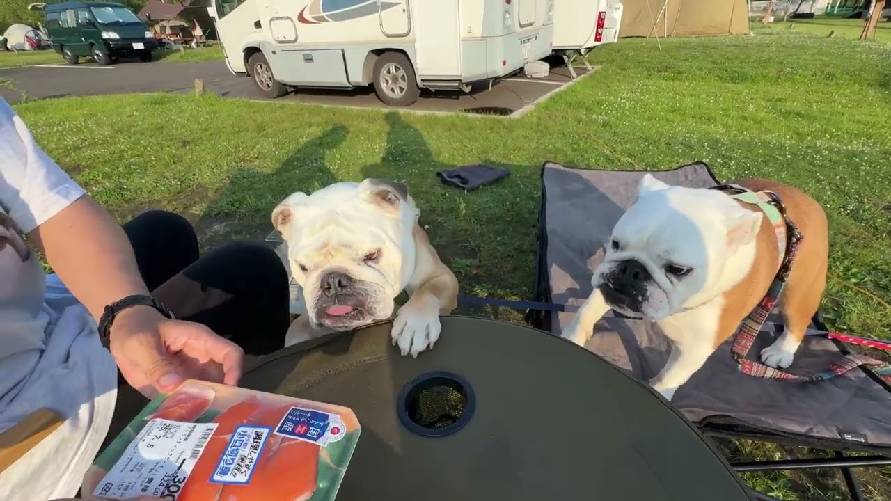 【北海道車中泊】釧路で食べる鮭は格別に美味しい事を知っているブルドッグのぶるまる