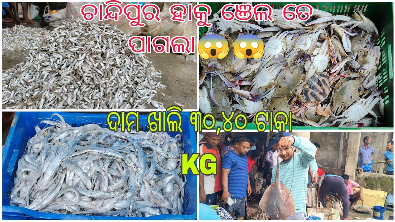 2nd Vlog |Chandipur wholesale fish market#fishmarket #chandipur #fishing #santhalivlogs