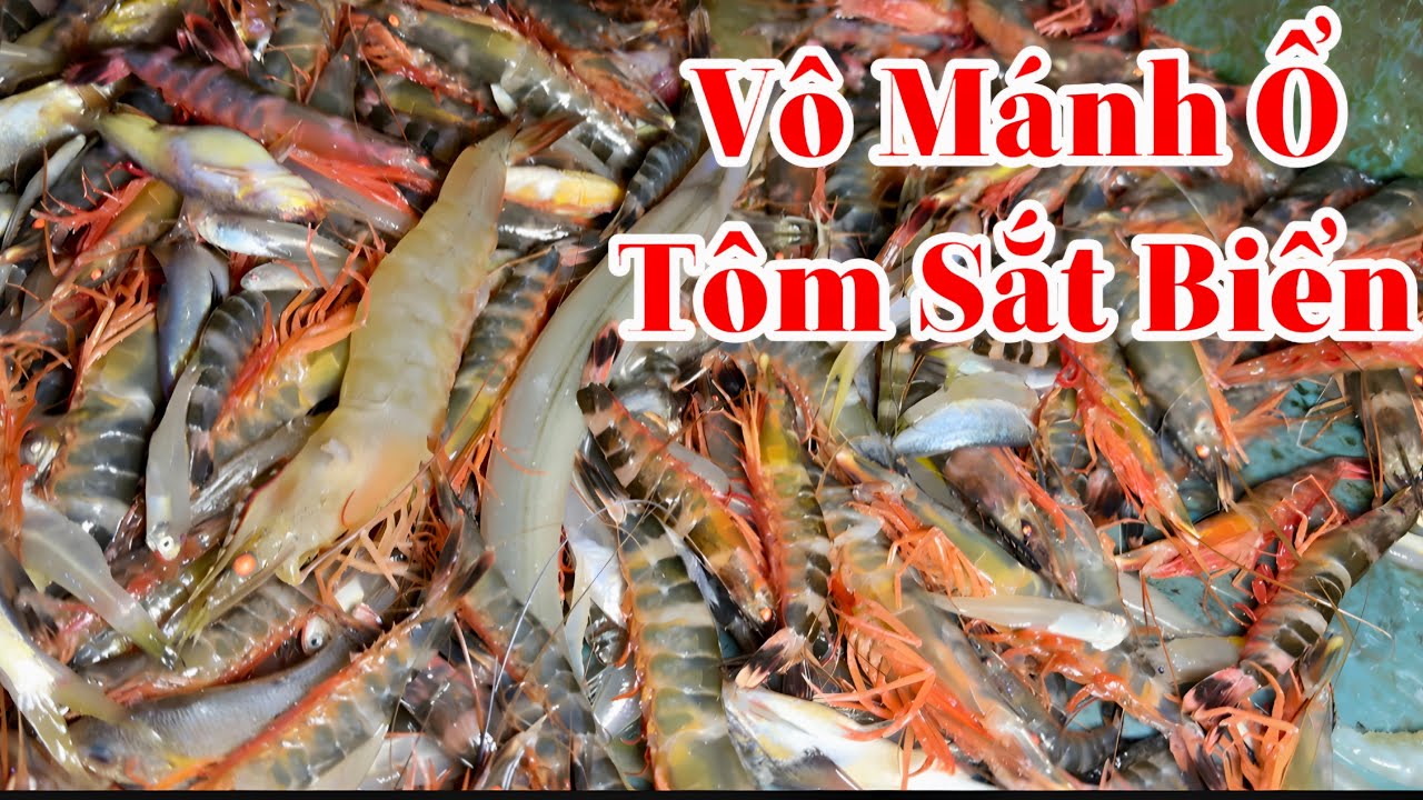 Ngày Đầu Ra Biển Tuy Sóng Gió Nhưng Vẫn Trúng Tôm Sắt Biển|| TCNTV #627